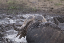 Buffalo after the bath